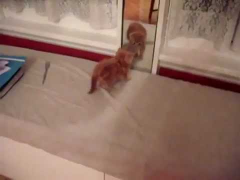 Gatito que descubre un espejo
