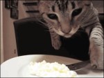 Gatito comiendo