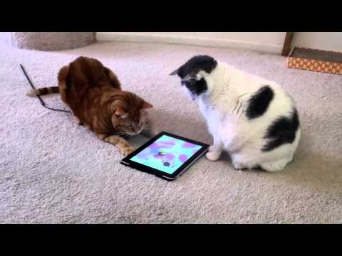 Gatos cazando ratones en el iPad