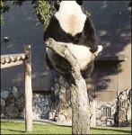 ¡Panda vaaaa!