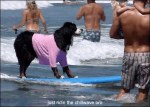 Perro surfista