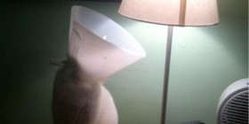 El gato y lámpara