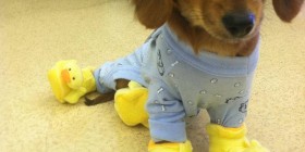 Perro en pijama