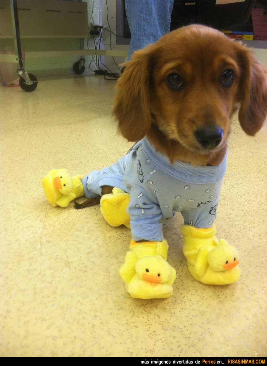 Perro en pijama