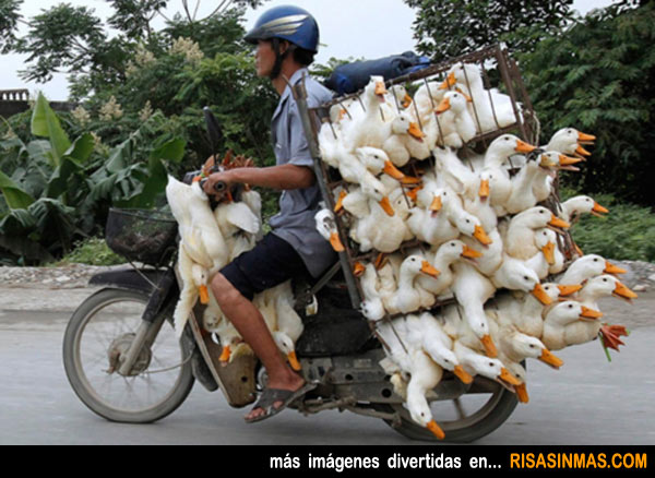 Transporte de patos