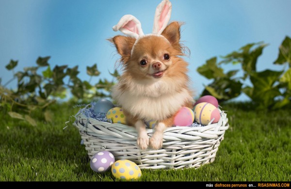 Disfraces perrunos: Conejo de Pascua