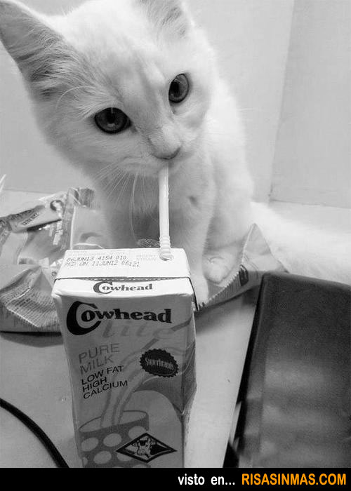 Gatito bebiendo leche