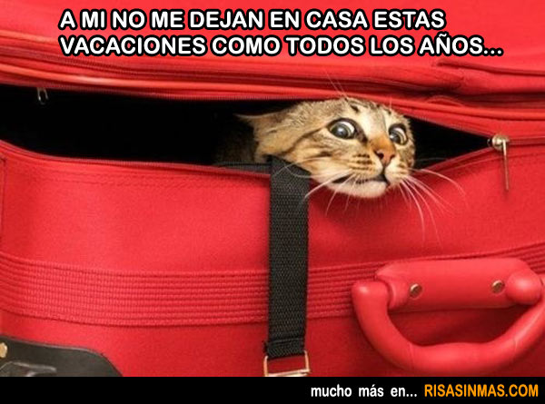 Gato escondido en la maleta