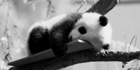 La siesta del panda