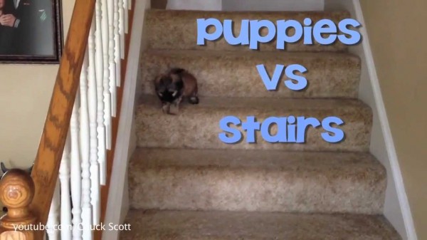 Los cachorros y las escaleras