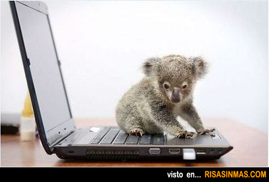 Primera lección de informática de un koala