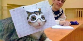 El gato con gafas