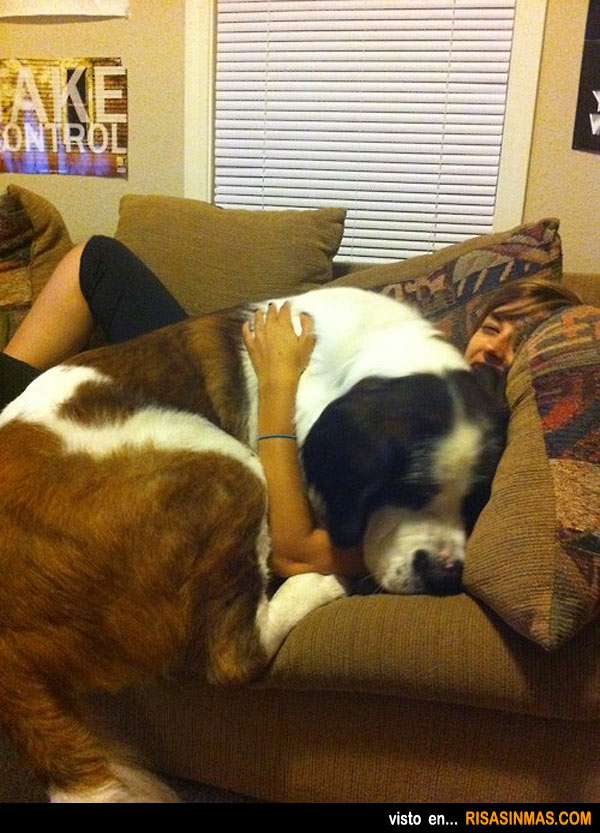 Falta sofá o sobra perro
