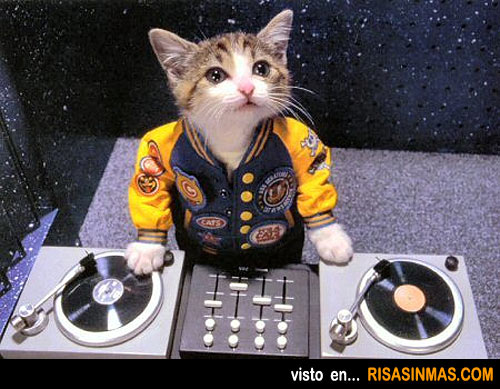 Gato DJ