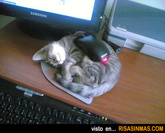Gato y ratón también pueden ser amigos