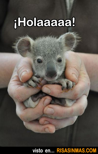 Bebé koala saludando