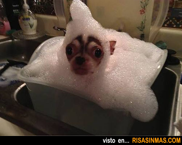 Chihuahua bañándose