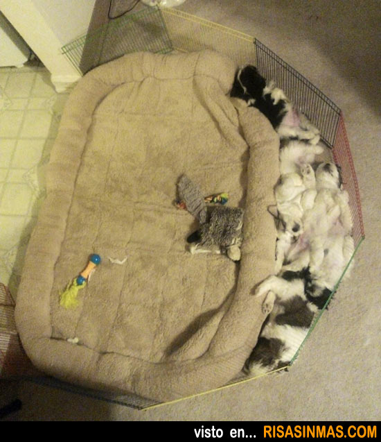 Cosas de mascotas, el uso de la cama