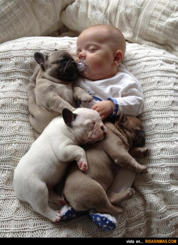 Cuatro cachorros dormidos