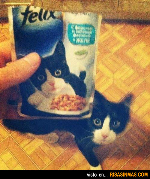 El gato Felix come su propia comida