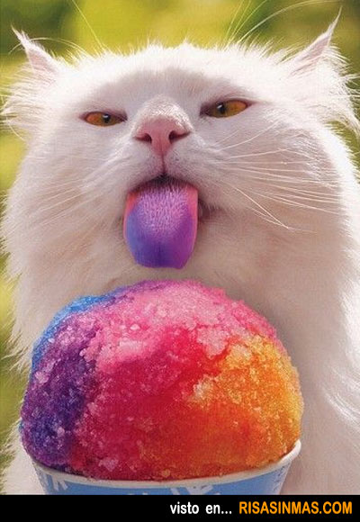 Gato comiendo helado