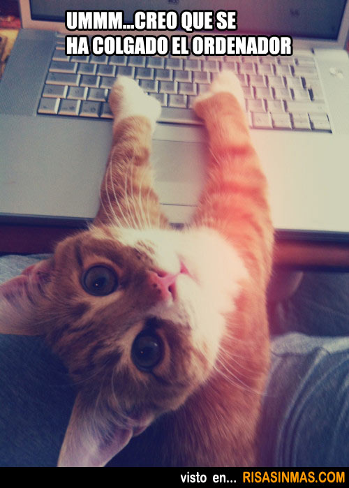 Gato tocando el ordenador