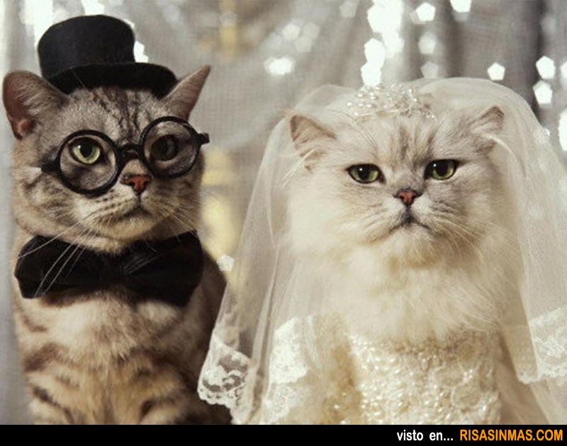 Gatos recién casados