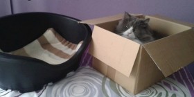 Gatos y cajas, son los unos para las otras