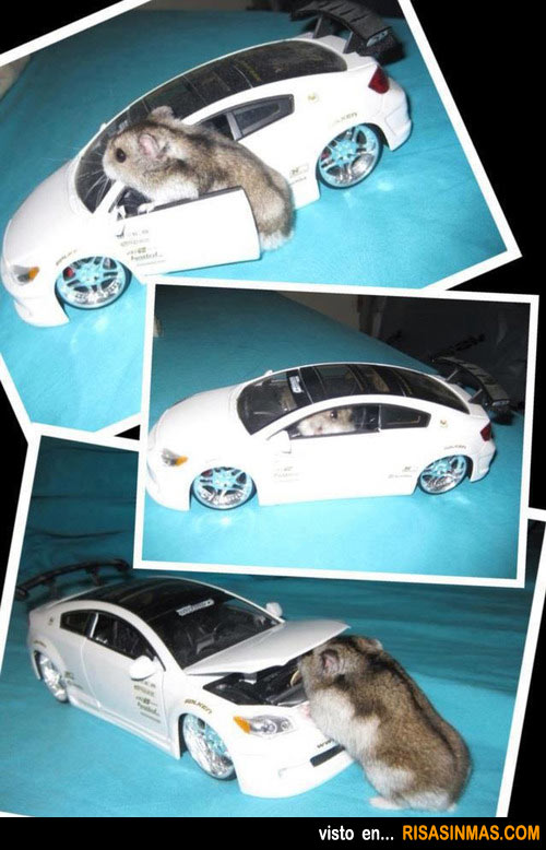 Hamster arreglando su coche