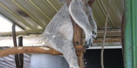 La siesta del Koala