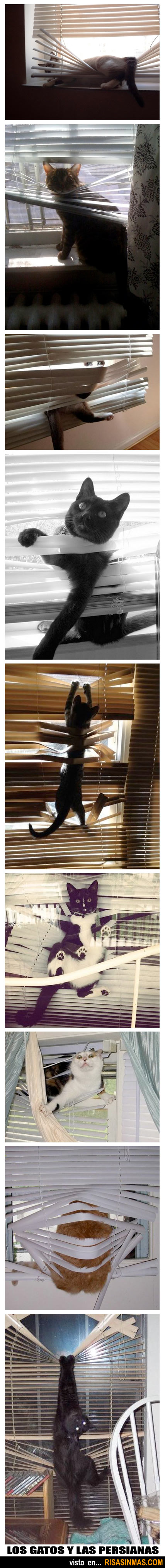 Los gatos y las persianas