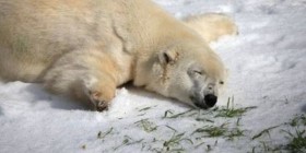 Este oso polar también odia los lunes