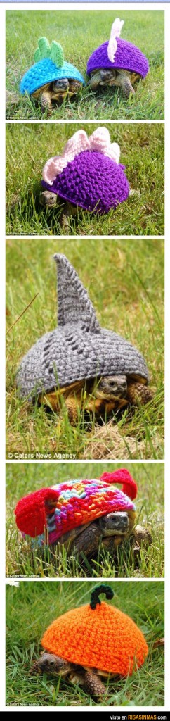 Última moda para tortugas
