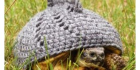 Última moda para tortugas