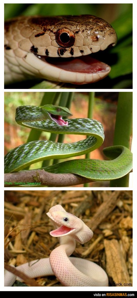 Serpientes divertidas