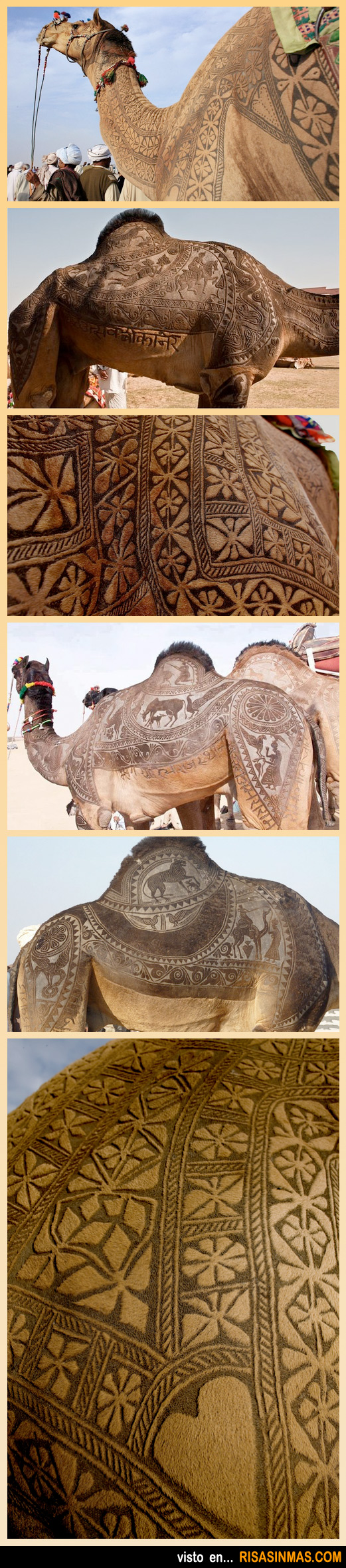 Arte en el pelaje de camellos