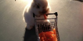 Conejo de compras en el supermercado