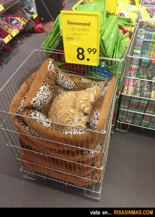 Gato probando la cama antes de comprarla