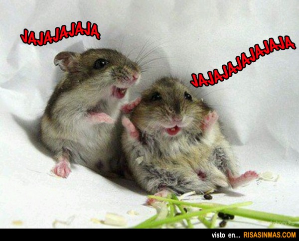 Hamsters riéndose