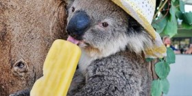 Koala preparado para el calor