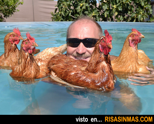 Foto rara del día: bañándose con sus gallinas