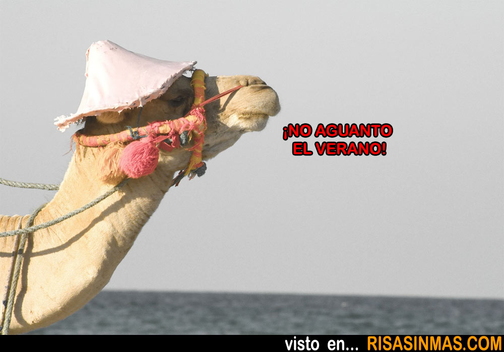 Camello veraniego