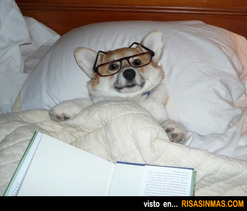 Perro acostado en la cama leyendo un libro