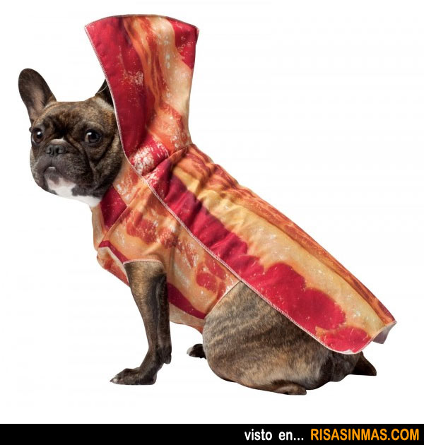 Disfraces perrunos: Bacon