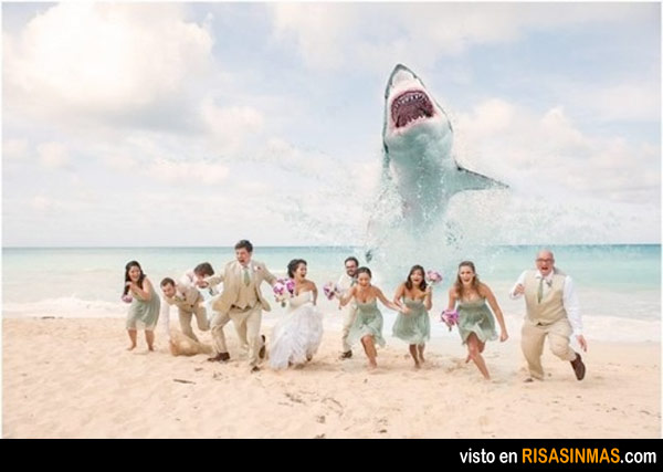 Foto de boda original: ¡Un tiburón!