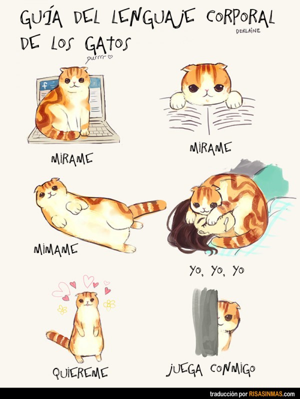 Guía del lenguaje corporal de los gatos