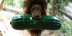 Increíble imagen de un león vegetariano