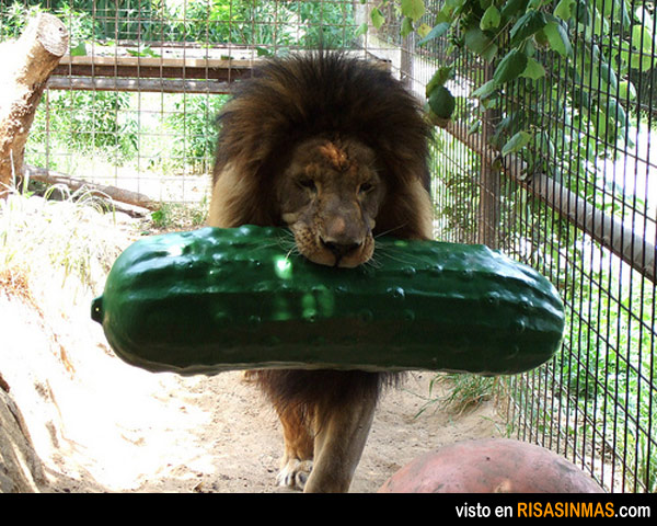 Increíble imagen de un león vegetariano