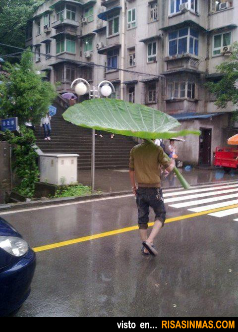 Paraguas natural