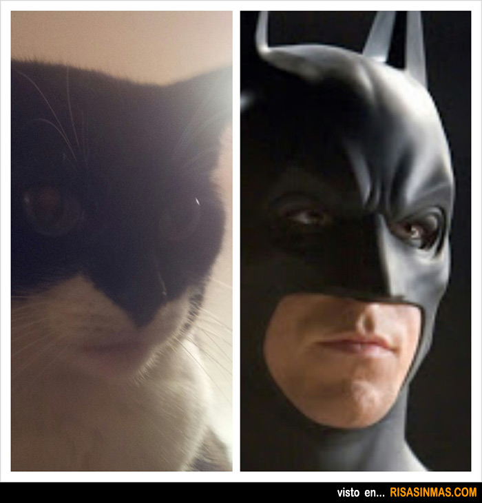 Parecidos razonables: Gato y Batman